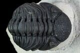 Detailed Morocops Trilobite - Ofaten, Morocco #127184-4